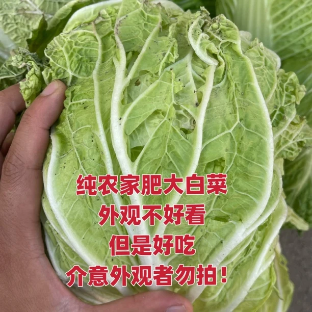 小山家纯农家肥大白菜