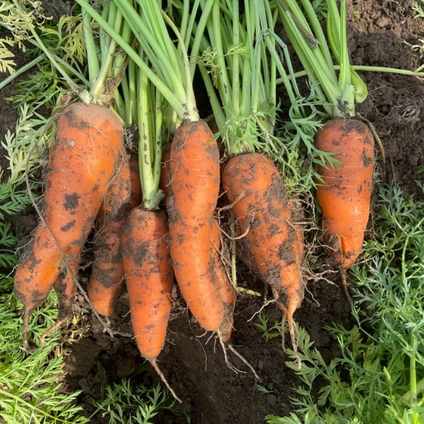 小山家纯农家肥不打药胡萝卜5斤