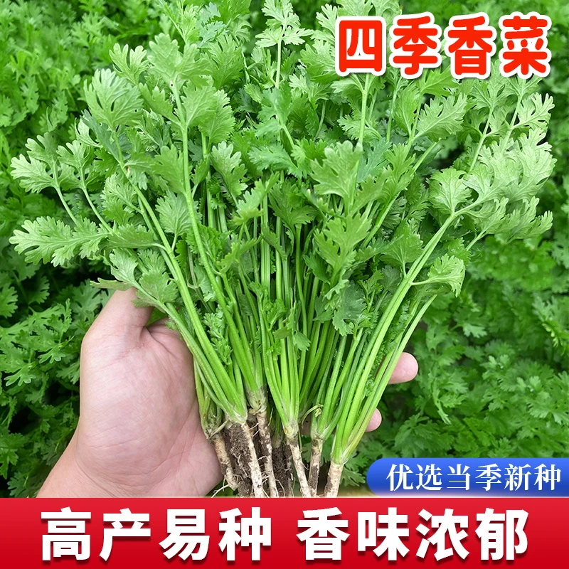 四季大叶速生香菜种子苗芫荽阳台种菜食用蔬菜盆栽种籽孑菜籽籽种