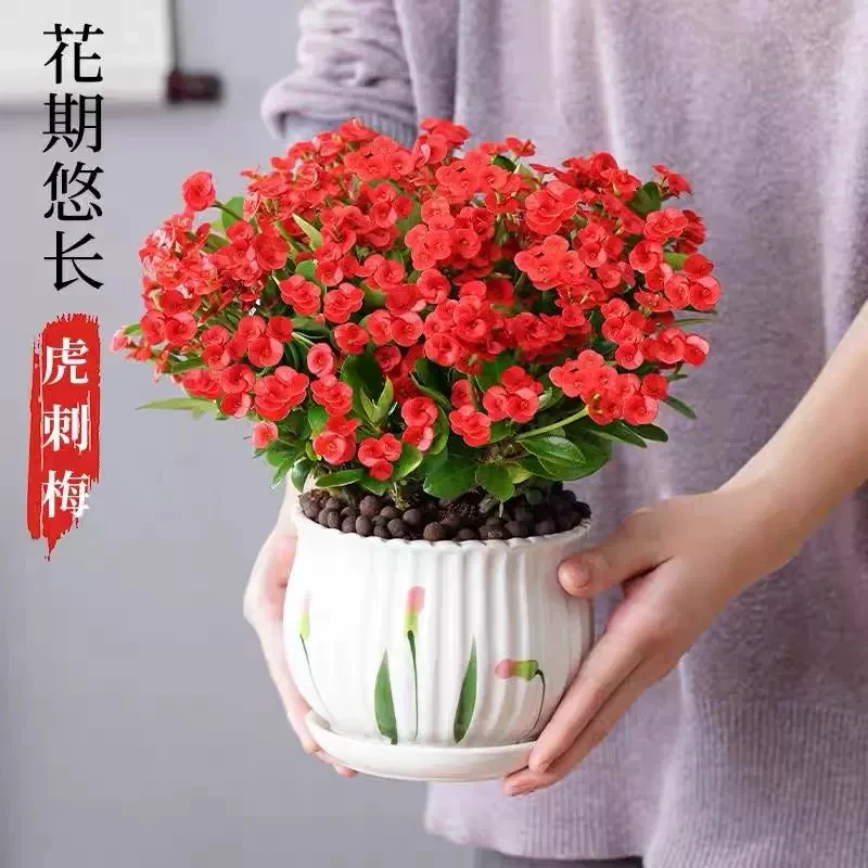 铁海棠虎刺梅水培盆栽绿植花卉室内客厅办公好养观赏四季开花观赏