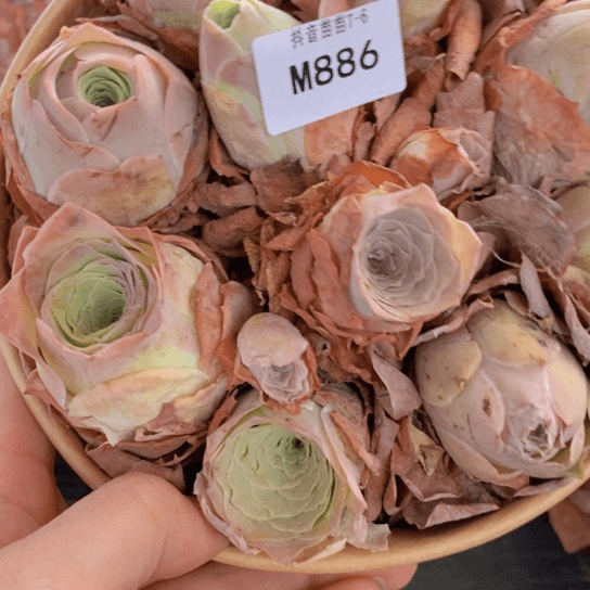 886一碗多品种小批量组合