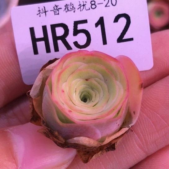 HR512福利不知名
