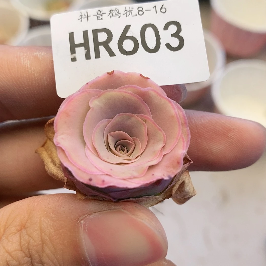 HR630福利不知名