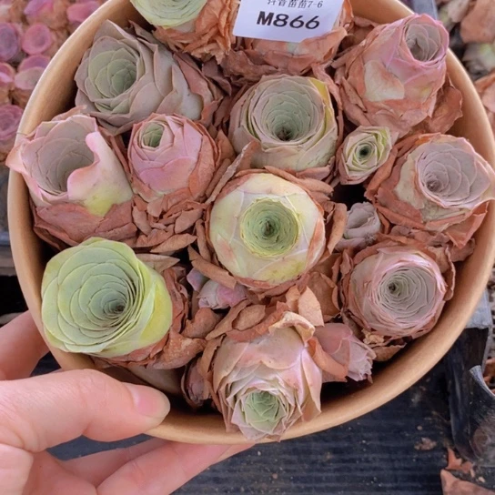 866一碗多品种小批量组合