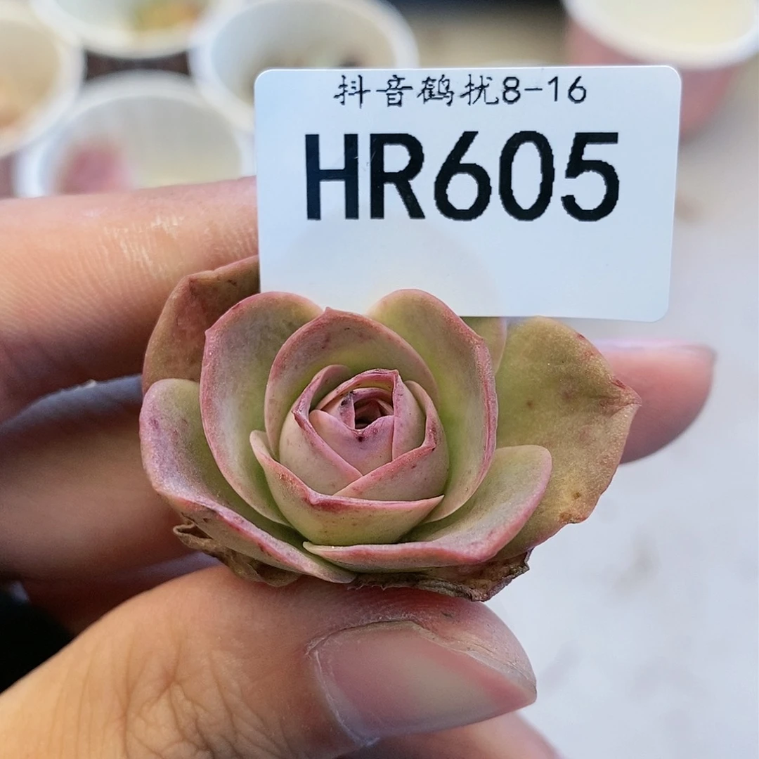HR605不知名福利橙粉色多肉