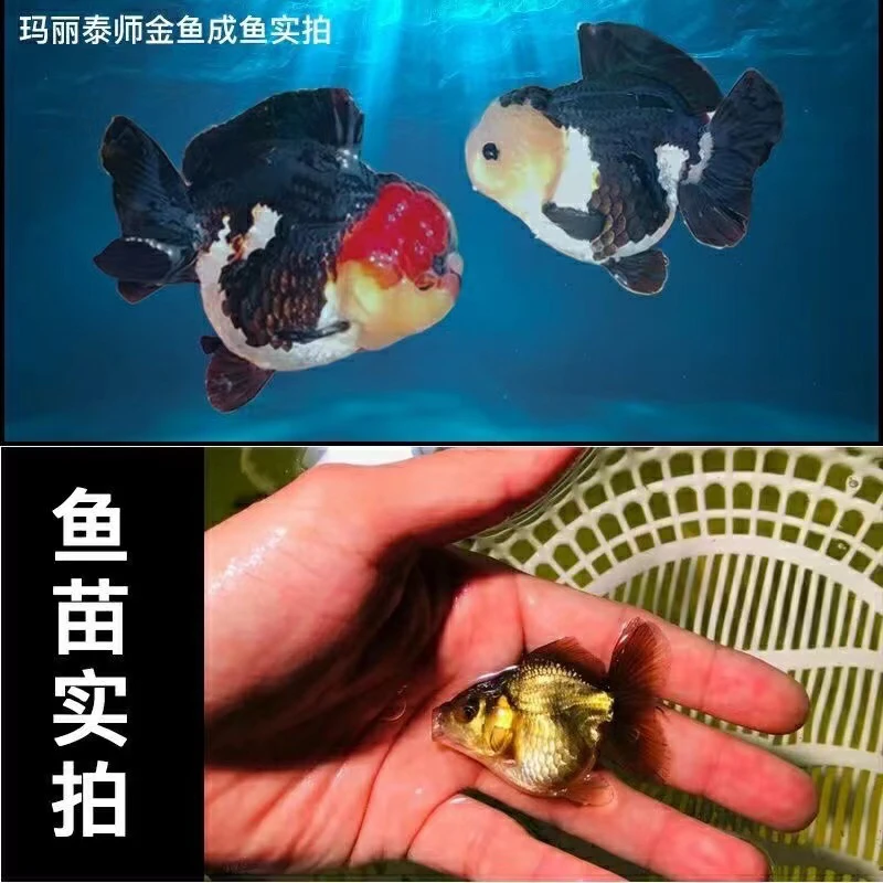 原泰f1玛丽将军泰狮三色精品黑白熊猫金鱼活鱼观赏小鱼苗冷水耐活