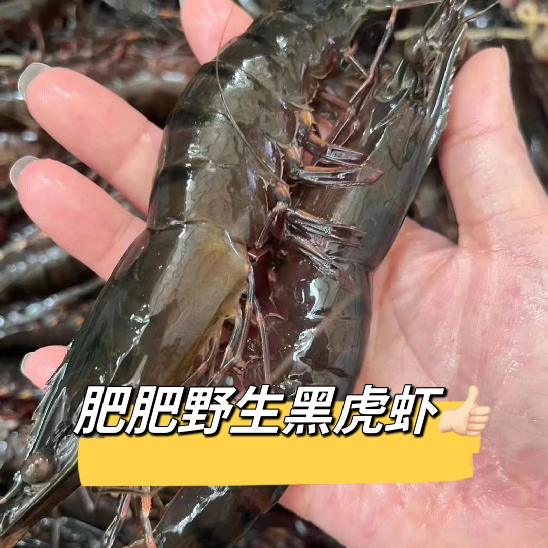 肥肥黑虎虾(活冻冰晕顺丰空运到家)