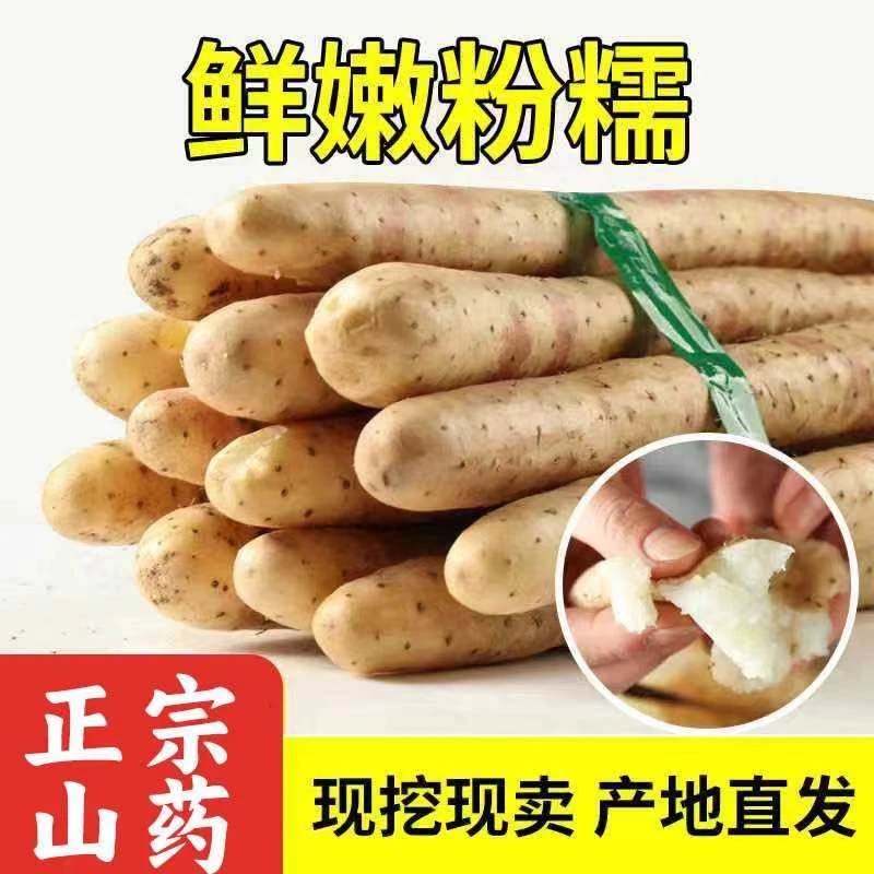 铁棍山药小白嘴山药淮山药新鲜原产地直发带土发货5斤 50-70cm