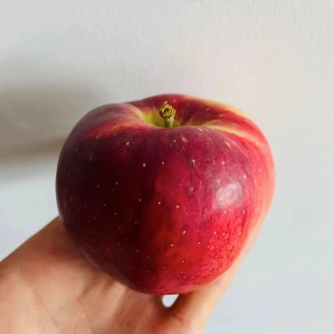 【新店福利】产地直发正宗昭通红璐苹果纯甜无酸自家果园种植