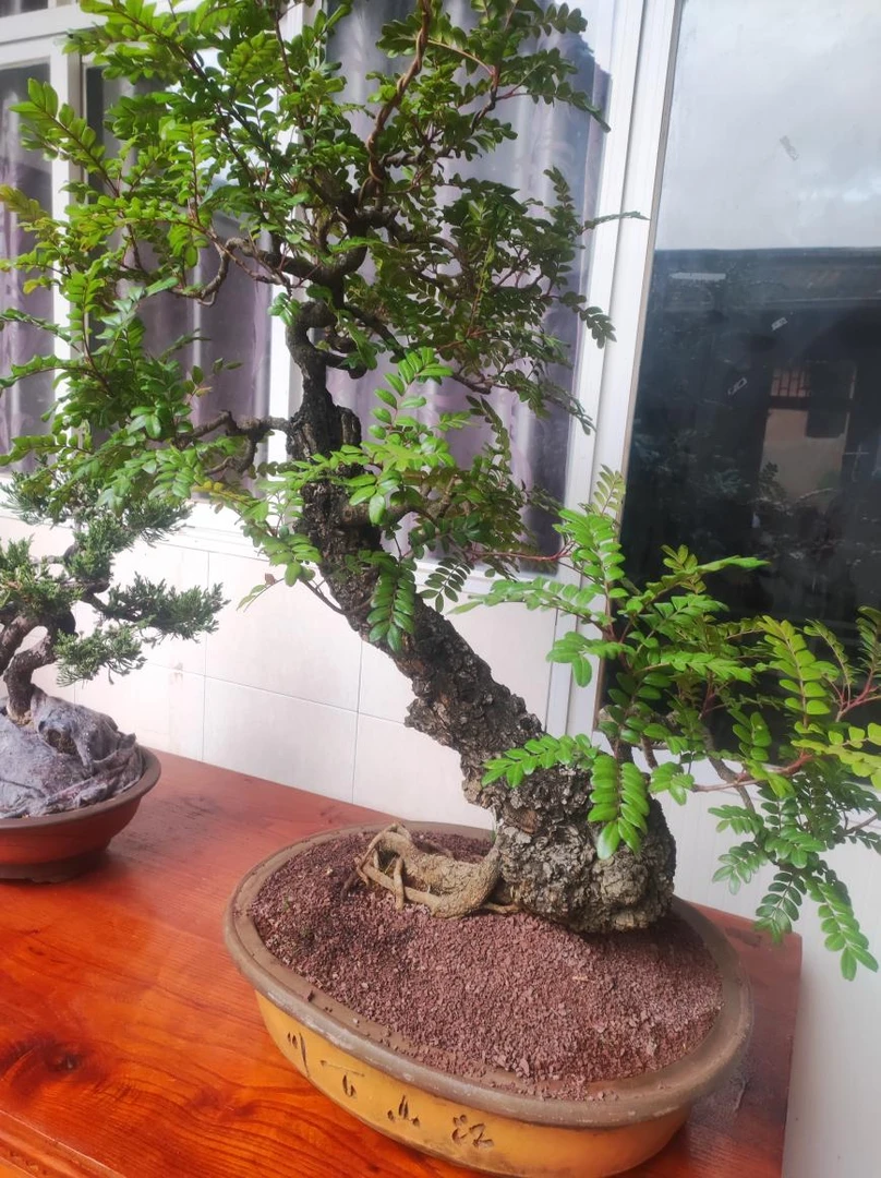 清香木，一物一拍看好在下单