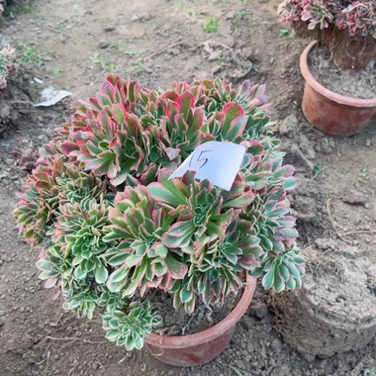 缀缀一颗包邮，15