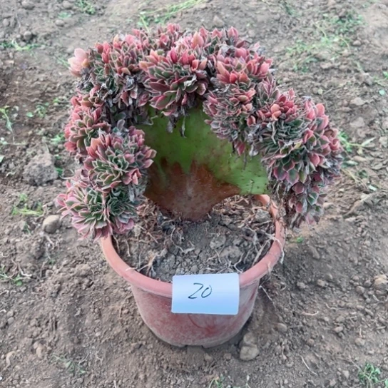 缀缀一颗包邮，20