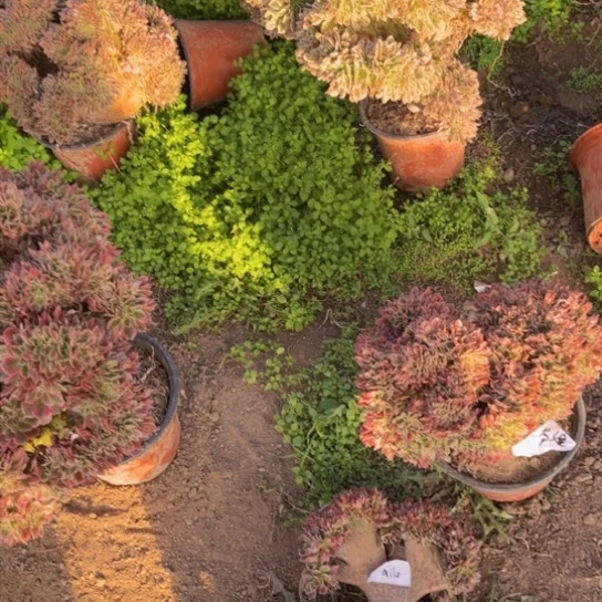 ?***o缀化一颗包邮福利