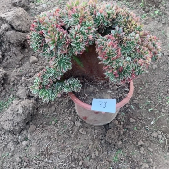 珍**光缀缀一颗包邮，38