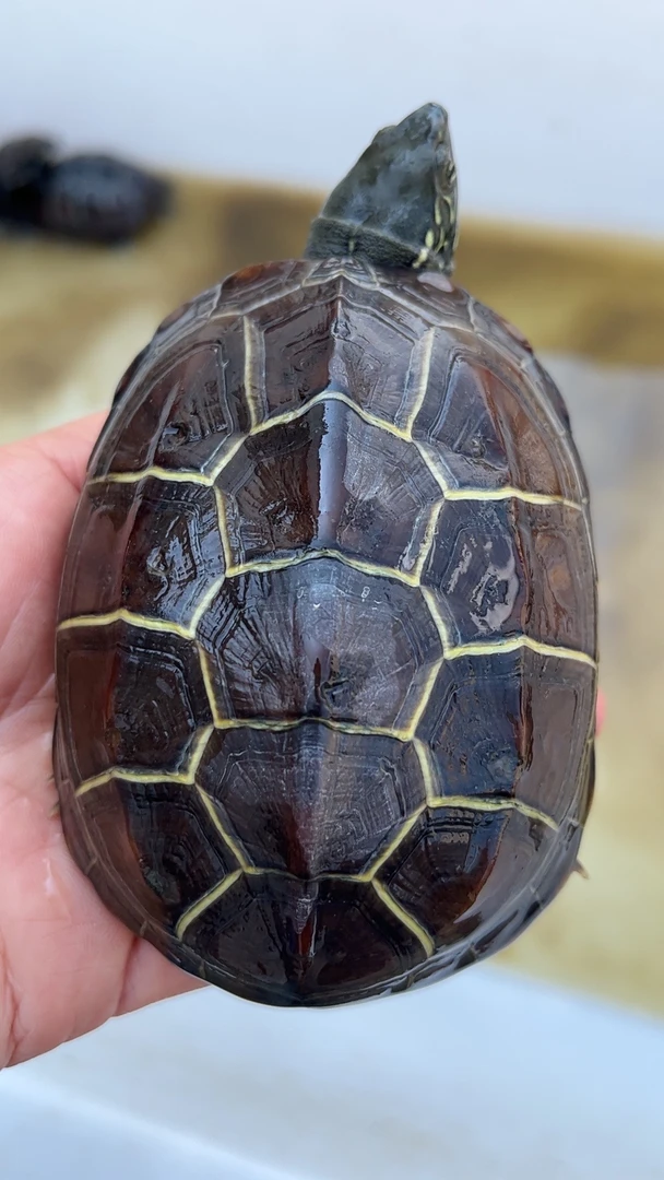 中华草龟苏北金线草龟