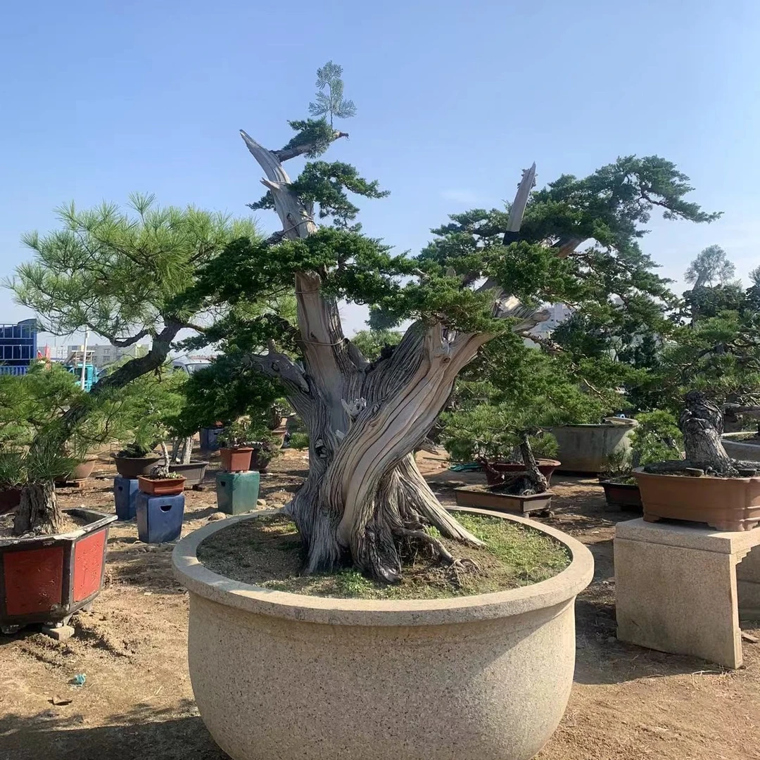 相思树一物一拍链接