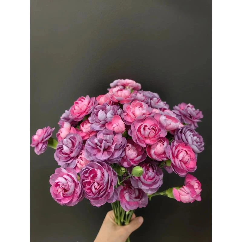 野马 多头康乃馨（顺丰冷链）