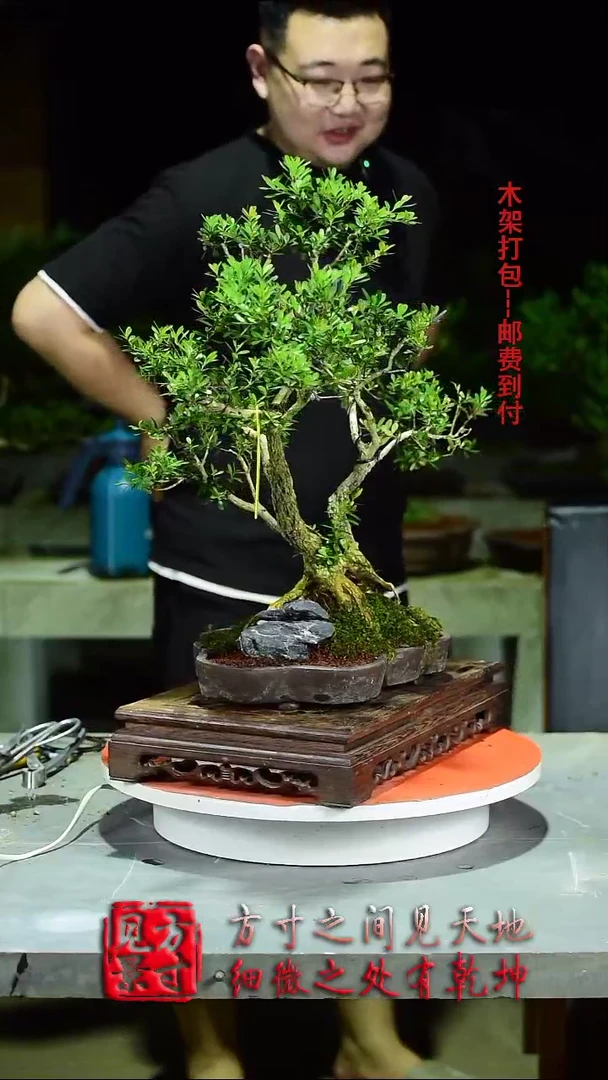 【闪购商品】红陶20CM(含)-50CM(不含)009
