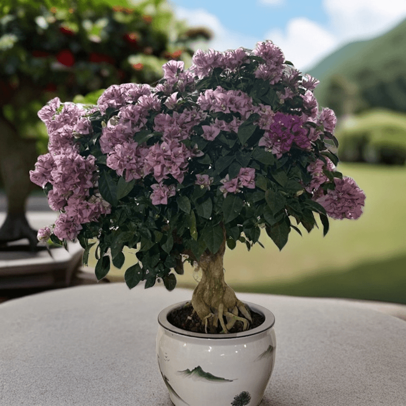 三角梅盆景绿叶宫粉。