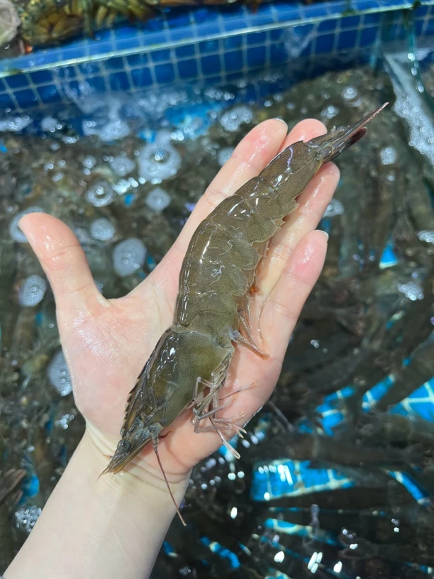 大连本地活青虾