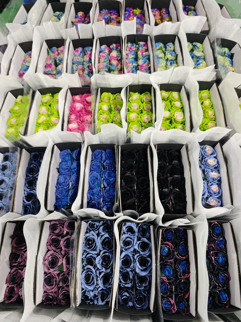 【云朵 系列】厄瓜多尔彩色玫瑰 国产厄玫 鲜切花 吸染色 斗南包邮