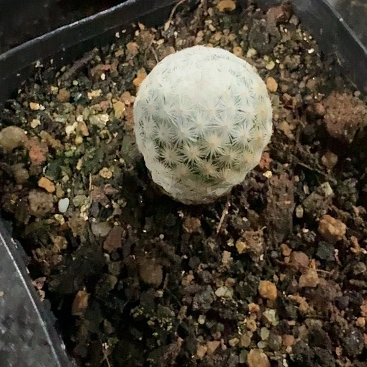 白鸟仙人球实生一物一拍