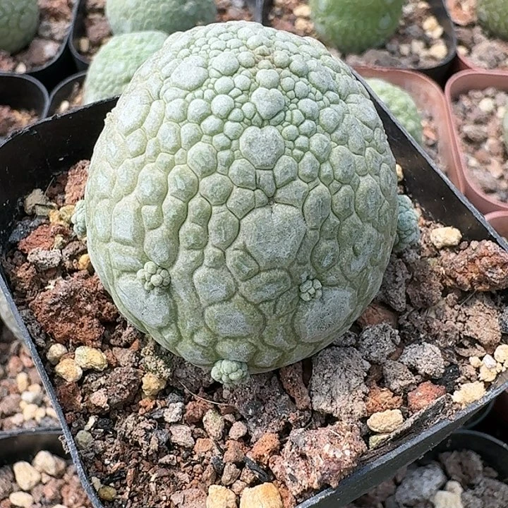凝蹄玉实生仙人球萝藦科