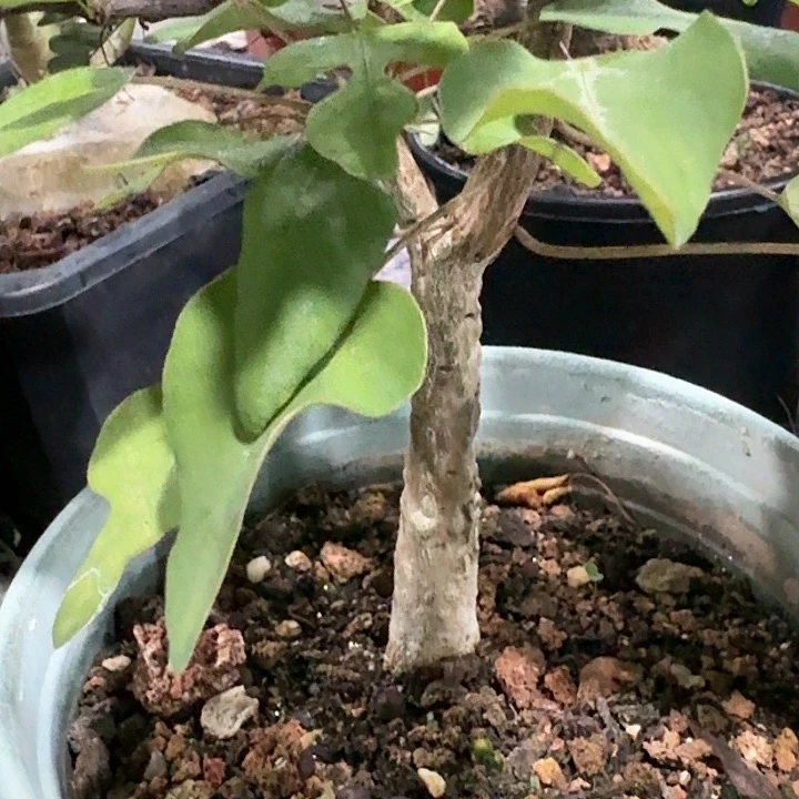 鳄鱼腺蔓实生西番莲科块根