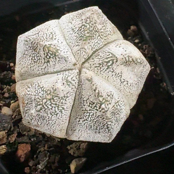 自根v字恩冢鸾凤