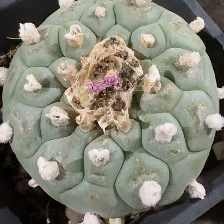白肌小长毛仙人球自根