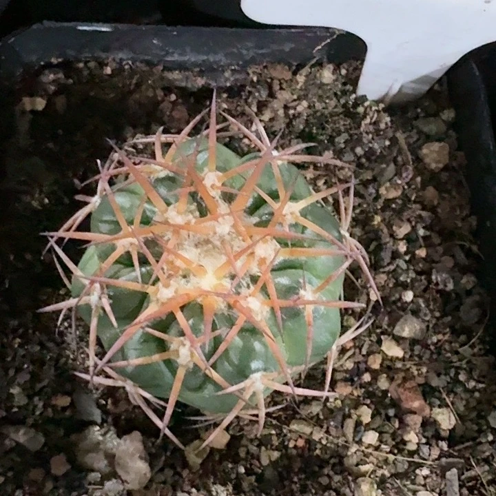 圆盘玉实生仙人球一物一拍