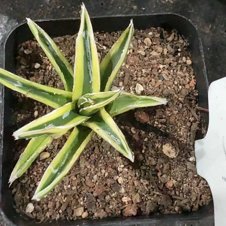 辉山龙舌兰一物一拍