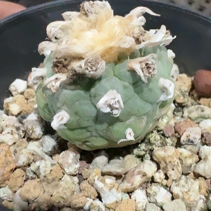 大油小鱼仙人球自根