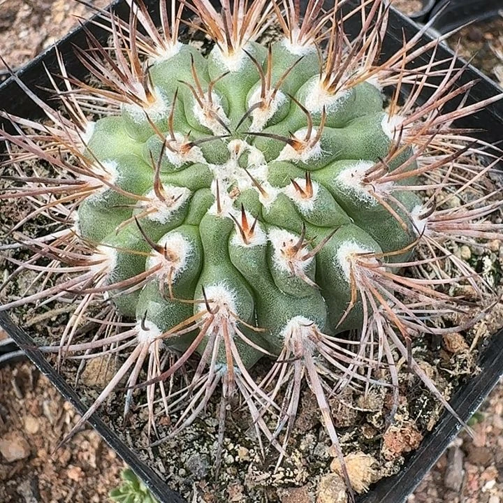 逆豹丸侧芽自根仙人球