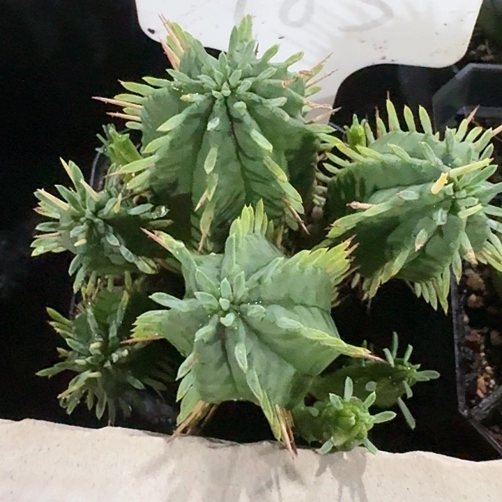 红刺麒麟大戟科仙人球