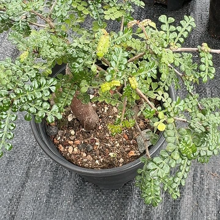 ✨*✨列加漆树专拍多肉