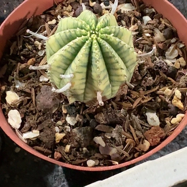 你****追布纹球锦自根一物一拍