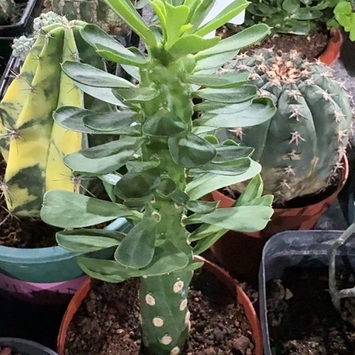 大戟自根仙人球一物一拍