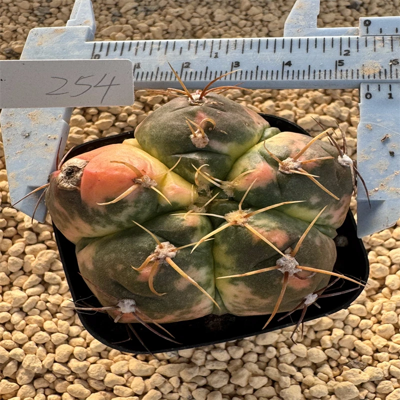 球球园 圣王丸锦 自根 实拍 潮流上盆可爱仙人球盆栽一物一拍