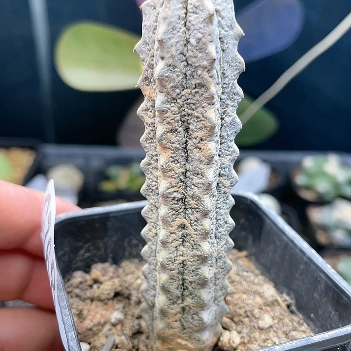 g768亚迪麒麟仙人球