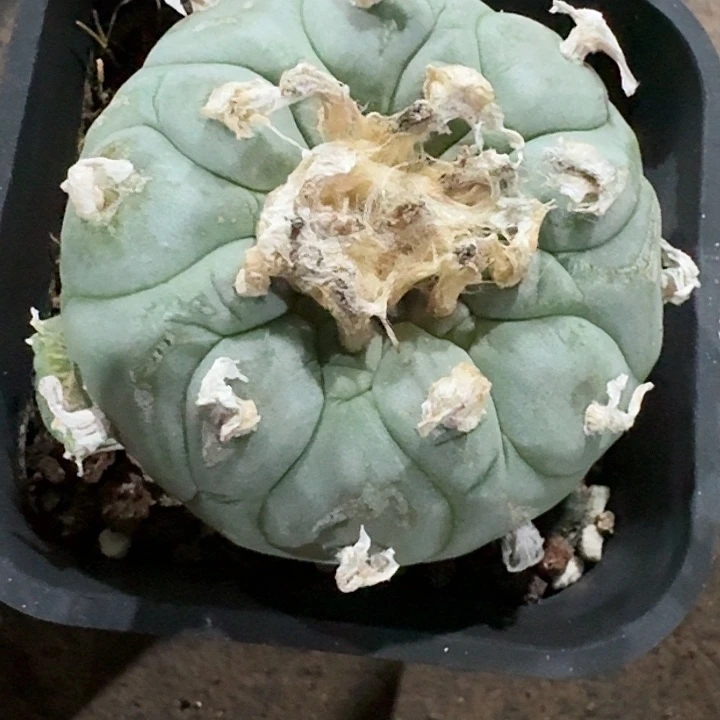 白肌长毛小鱼自根仙人球