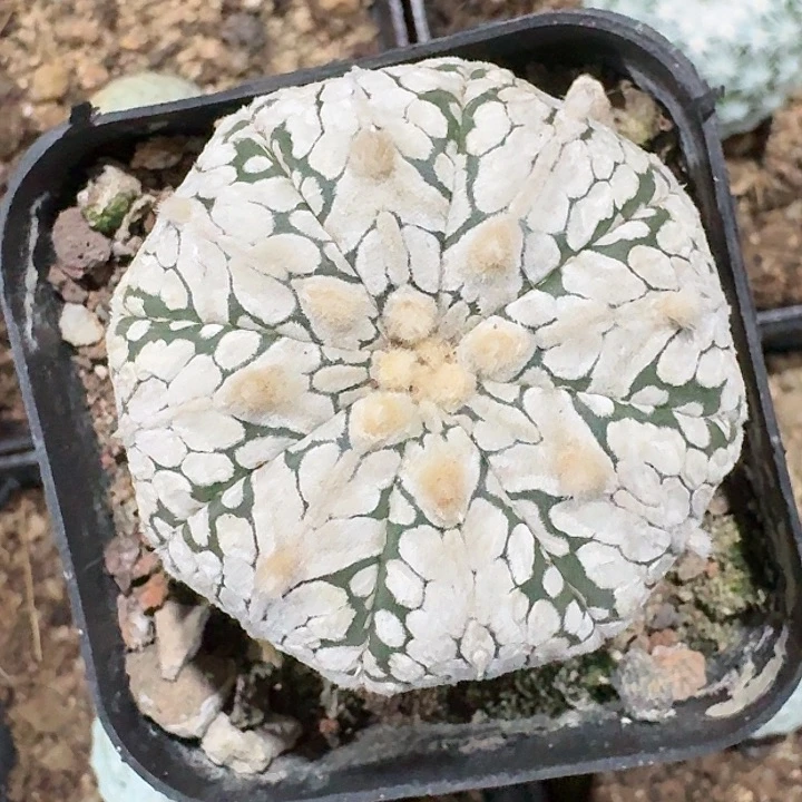 v兜实生仙人球一物一拍