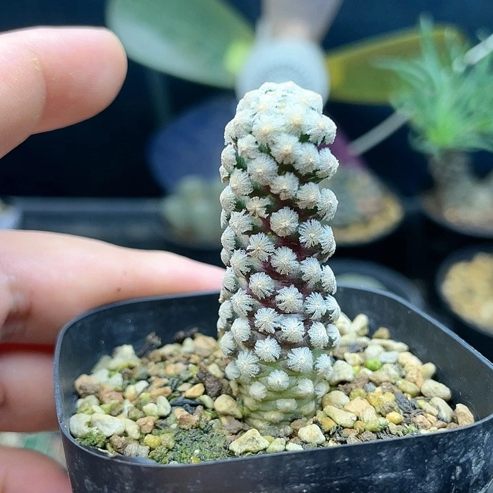 b2048实生戴斯优娇丽