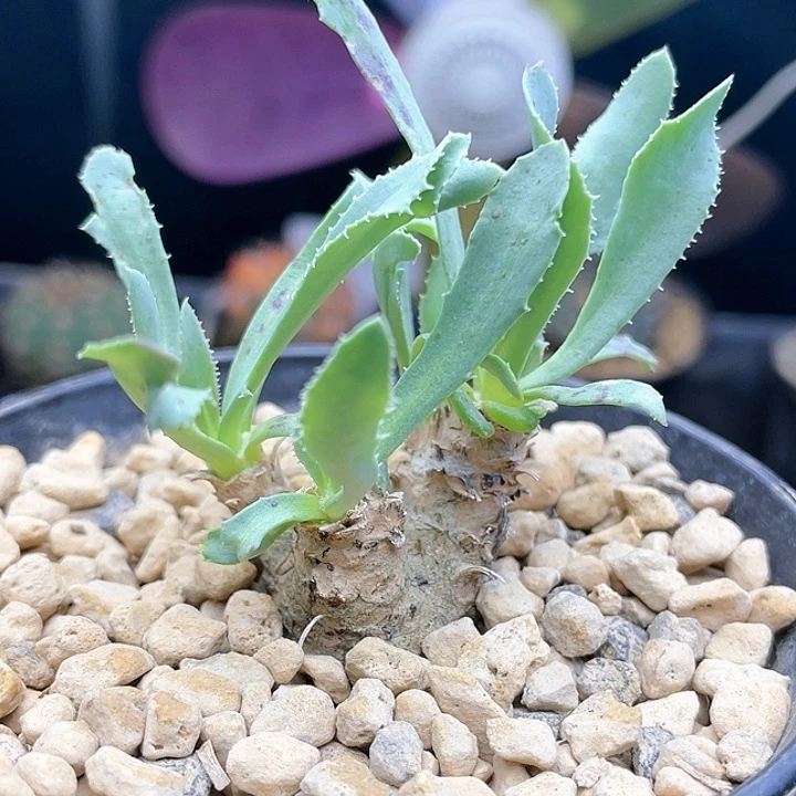 f993实生刨花厚敦菊仙人球