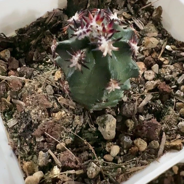 短豪刺青花虾实生仙人球