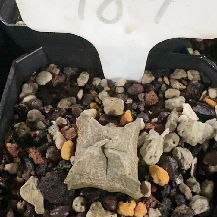 卡萨白沙龙实生仙人球