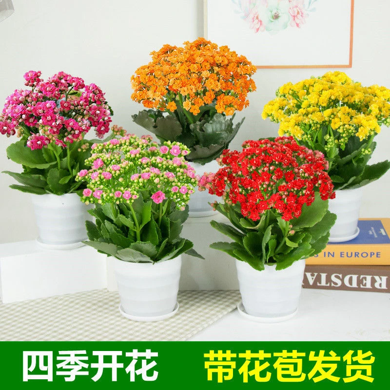 【四季开花】长寿花盆栽花卉重瓣大花植物室内好养绿植带花苞发货