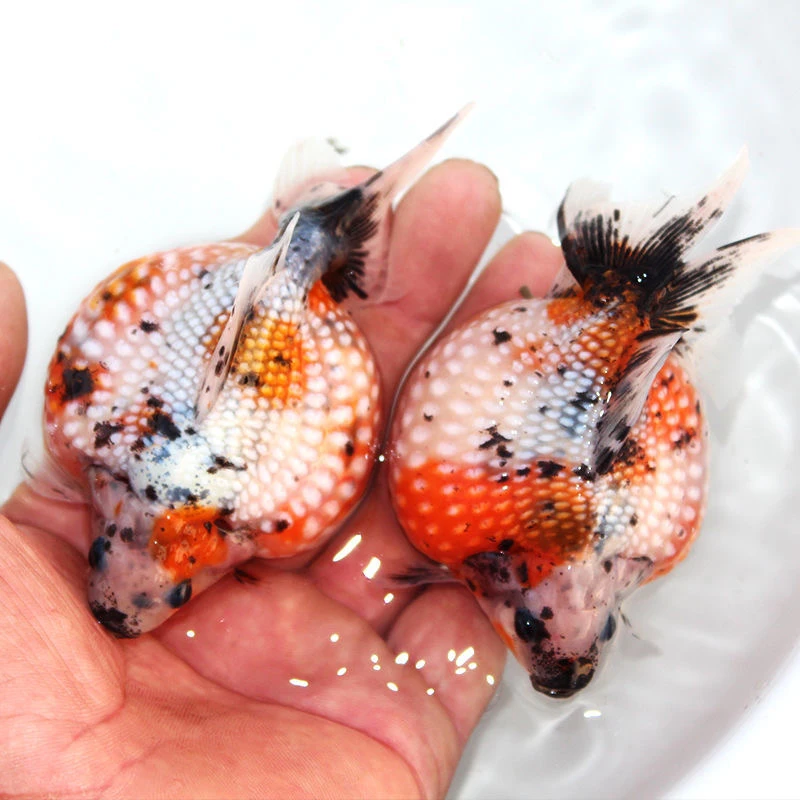 1-100号兰寿金鱼活鱼