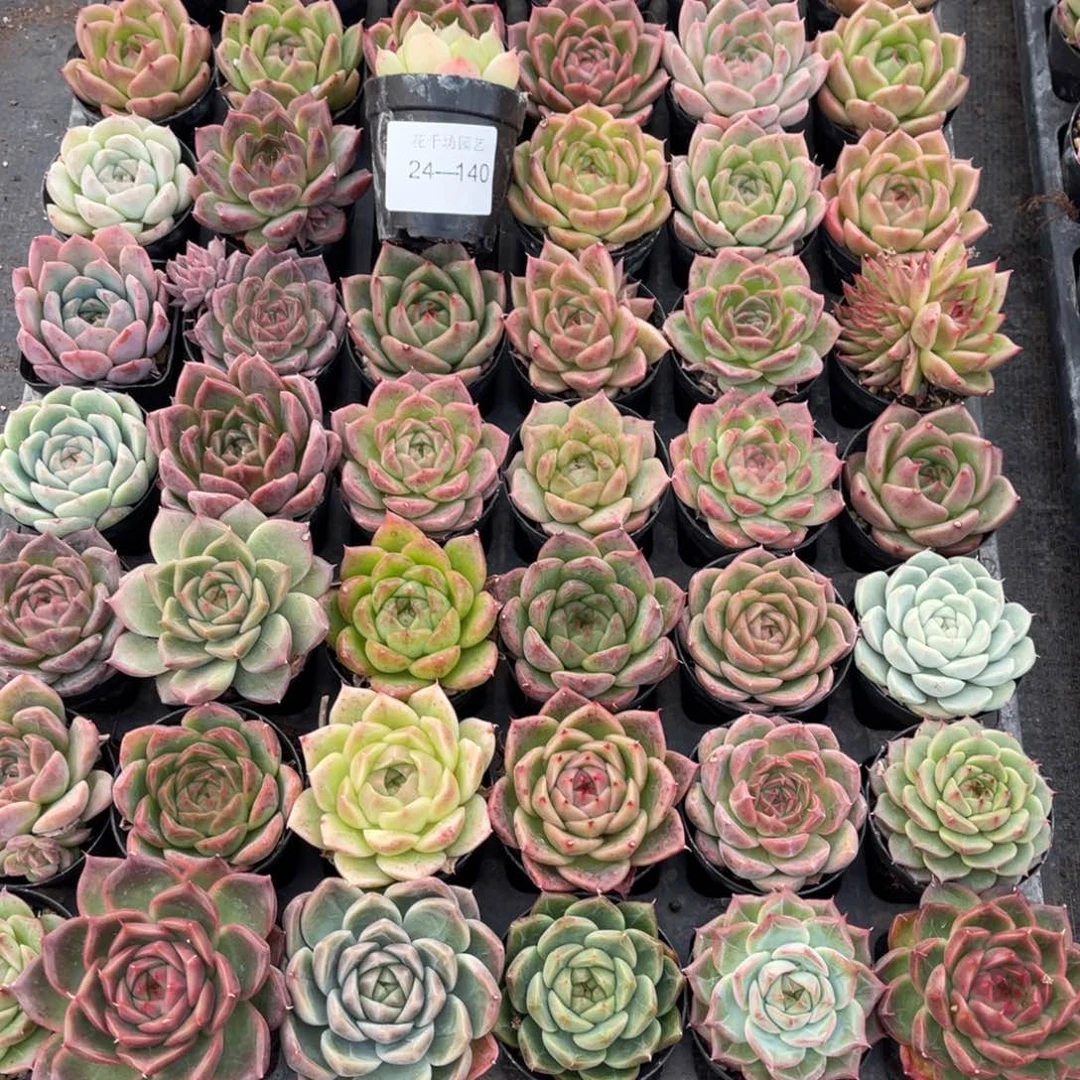 哈*一物一拍48颗24-140