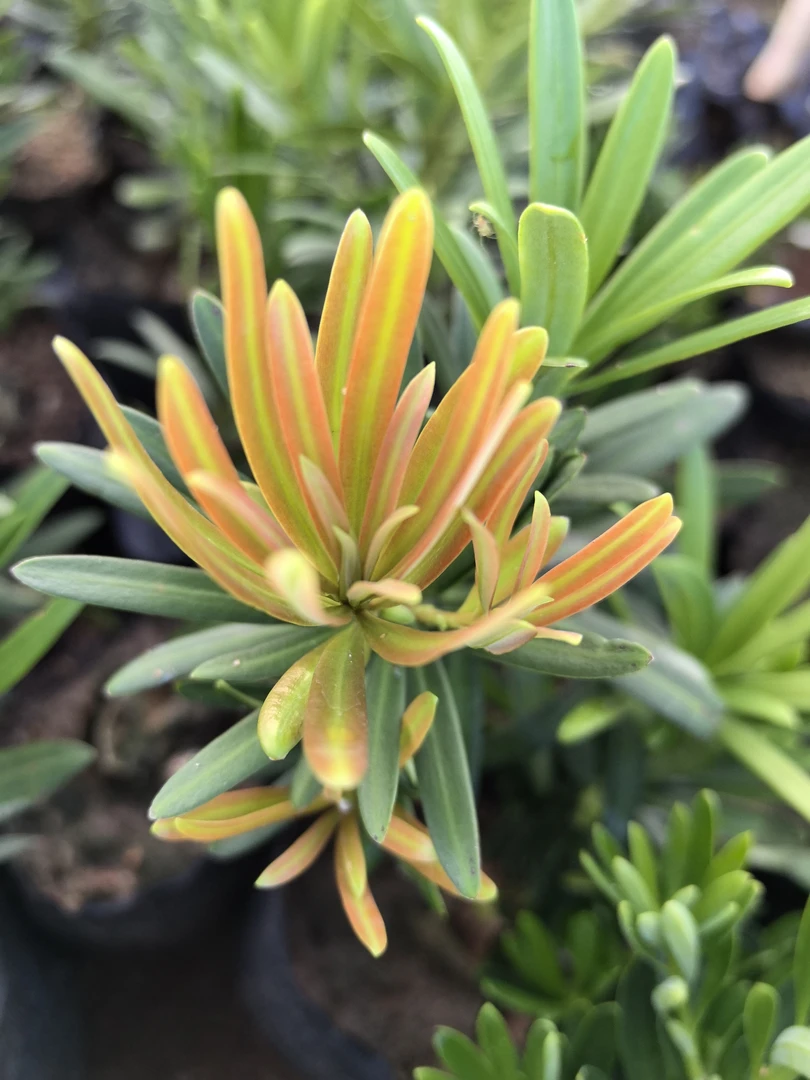 直播间一物一拍海岛红芽罗汉松造型室内茶桌种植观赏绿植盆栽好养